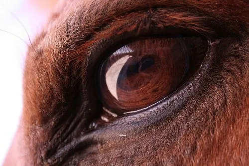 Visión de los caballos: Cómo detectar problemas oculares | Centro ...