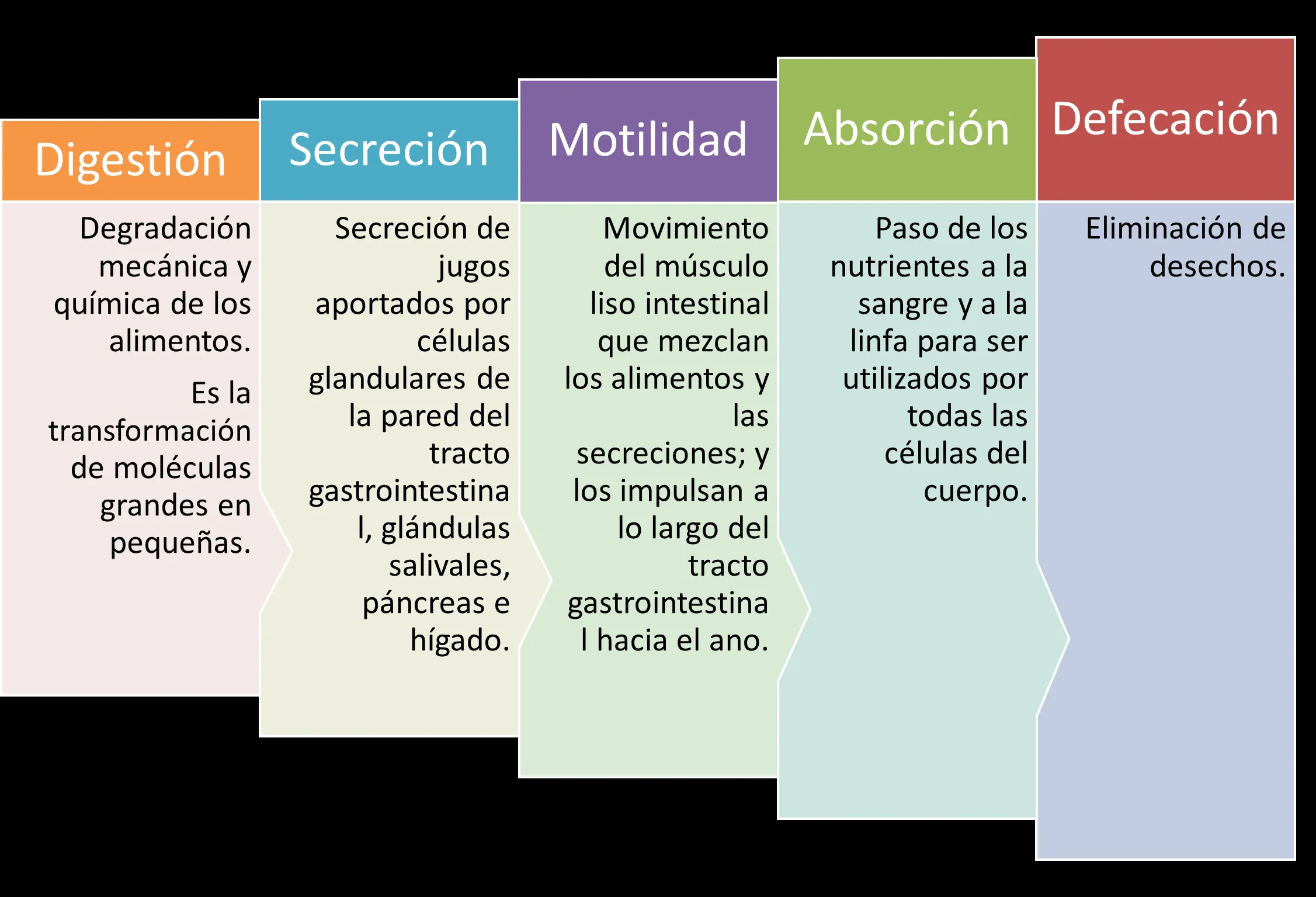 Una visita a nuestro cuerpo (Sistema digestivo) | anapaoar