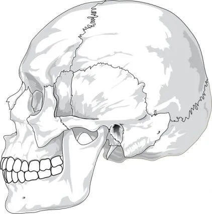 Vista ciencia esquema diagrama perfil silueta cráneo humano ...