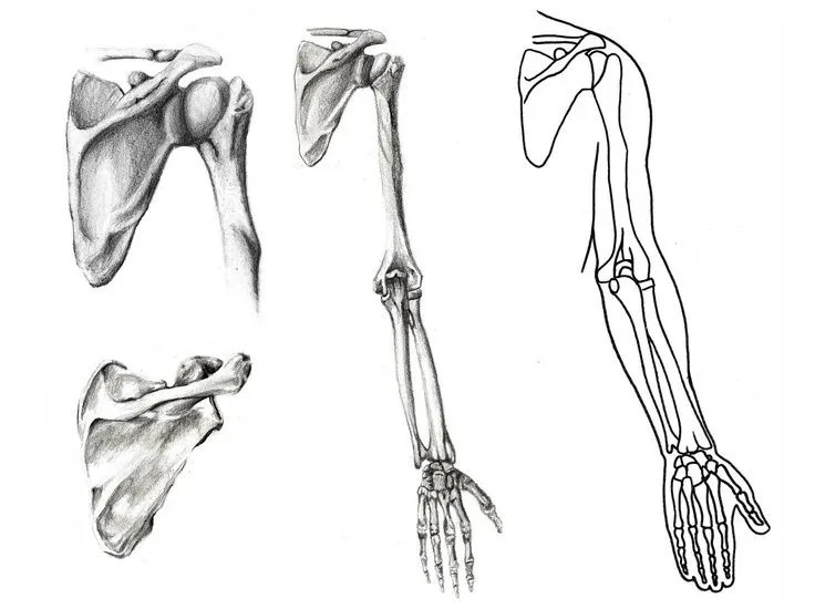 Vista+dosal+de+escápula,+antebrazo,+brazo+y+mano.jpg (1600×1196 ... Vista+dosal+de+escápula,+antebrazo,+brazo+y+mano.jpg (1600×1196 ...