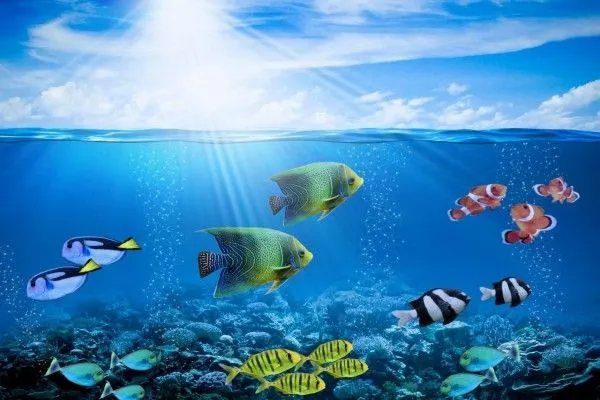 Vistosos peces de colores en el fondo del mar (39669)