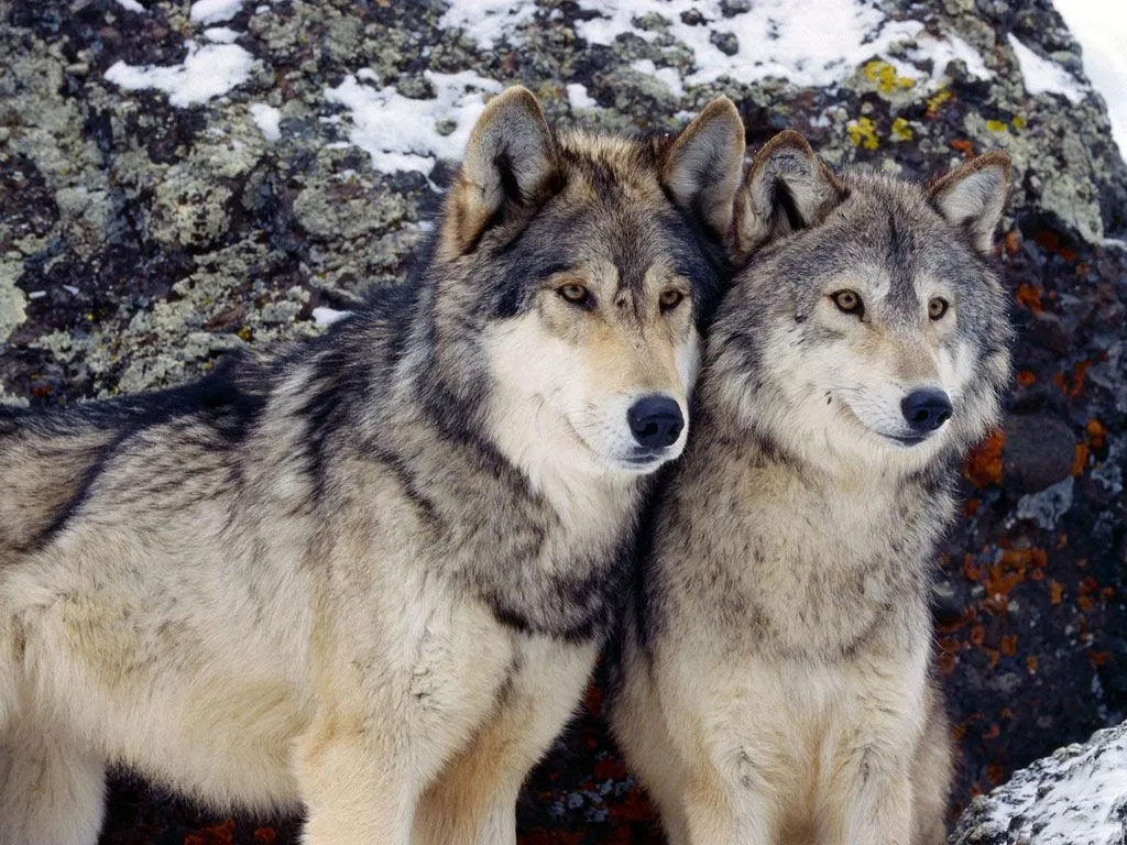 VIVIR EL CIELO EN LA TIERRA: Los dos Lobos