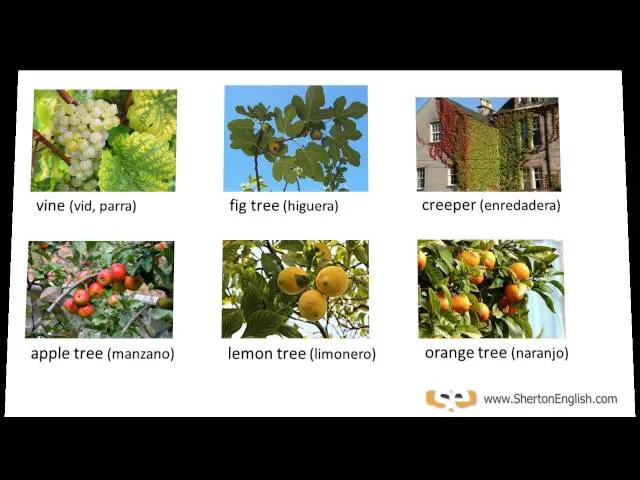 Vocabulario Inglés: Árboles y Plantas (Trees & Plants) - YouTube