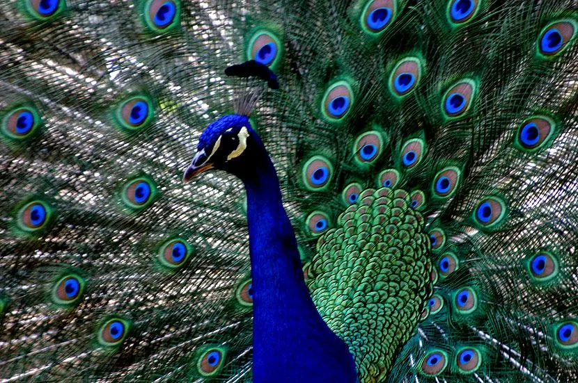 El vuelo del Pavo Real… (+FOTOS) | Cuba nos une El vuelo del Pavo Real… (+FOTOS) | Cuba nos une