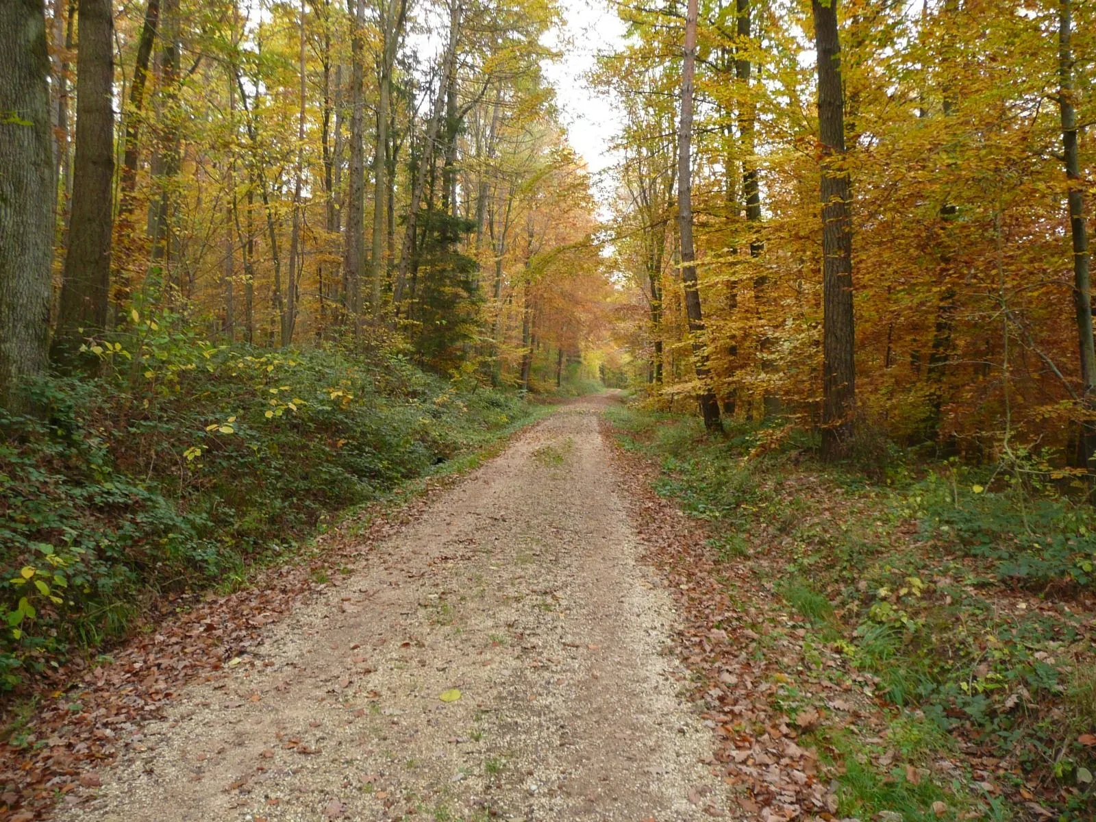 Wallpaper de camino de bosque silvestre | Fondos de escritorio ... Wallpaper de camino de bosque silvestre | Fondos de escritorio ...