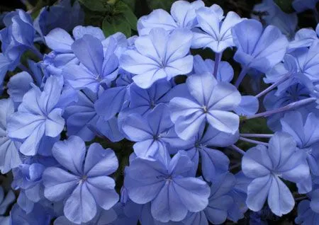 Nombre de flores azules - Imagui