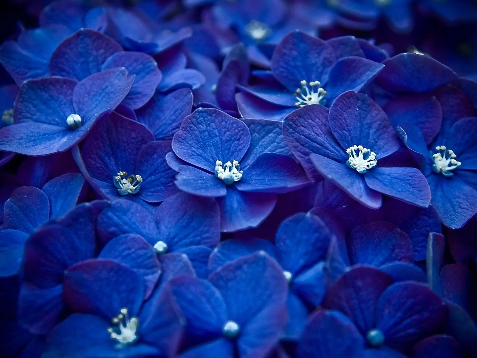 Wallpaper De Flores Azules