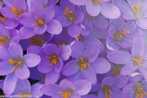 Flores lilas HD - Imagui
