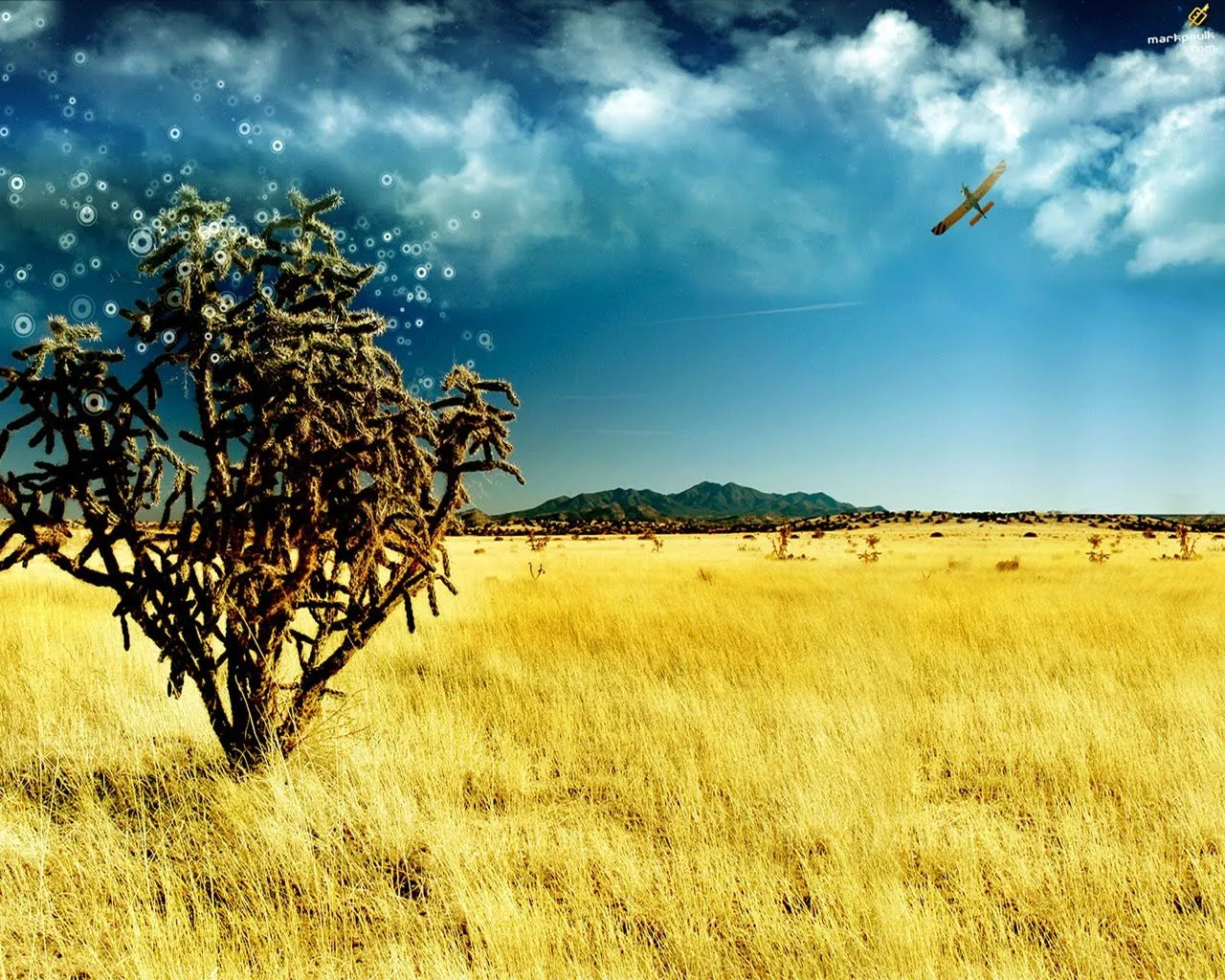 ... Wallpaper con paisaje de campo, con pasto amarillo y cielo azul ... Wallpaper con paisaje de campo, con pasto amarillo y cielo azul
