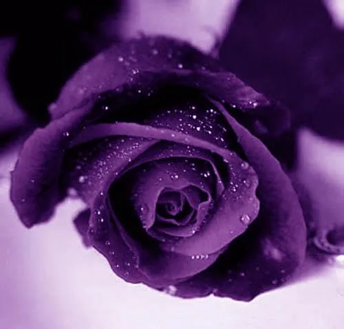 Fondos de pantalla mariposas moradas - Imagui Fondos de pantalla mariposas moradas - Imagui