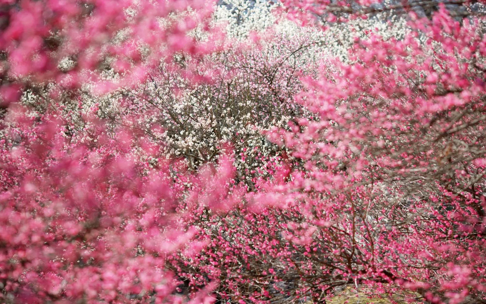 wallpapernarium: Bonitas ramas de arboles llenos de flores rosadas wallpapernarium: Bonitas ramas de arboles llenos de flores rosadas