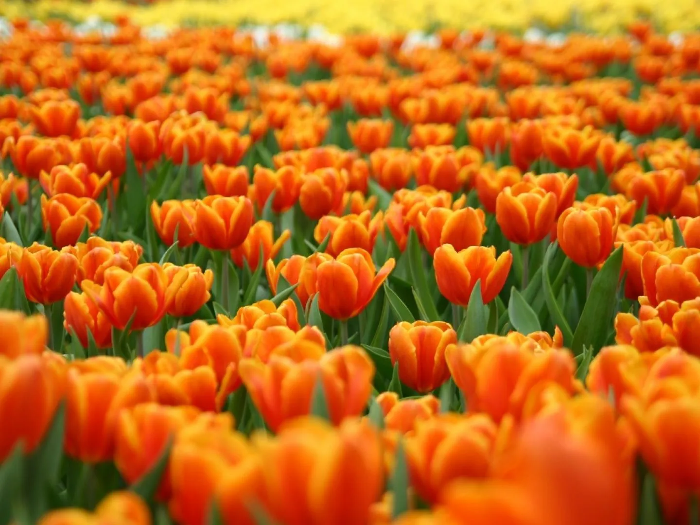 wallpapernarium: Campo lleno de flores de color naranja wallpapernarium: Campo lleno de flores de color naranja