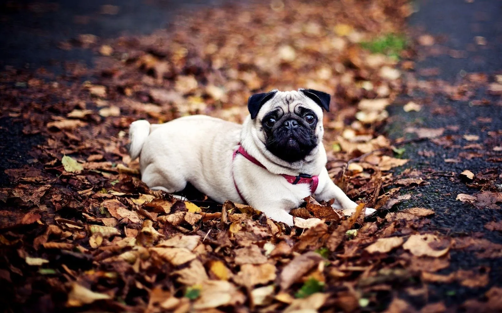 wallpapernarium: Un perro pug descansando en las hojas secas de otoño