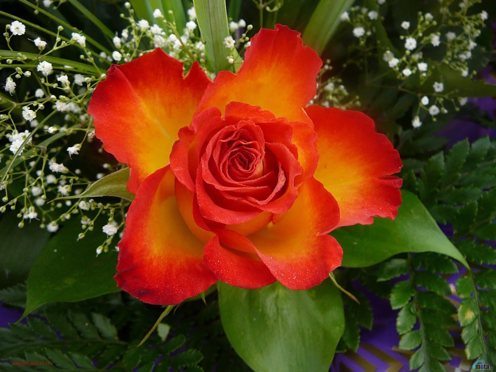 wallpapernarium: Rosa muy bonita color rojo wallpapernarium: Rosa muy bonita color rojo