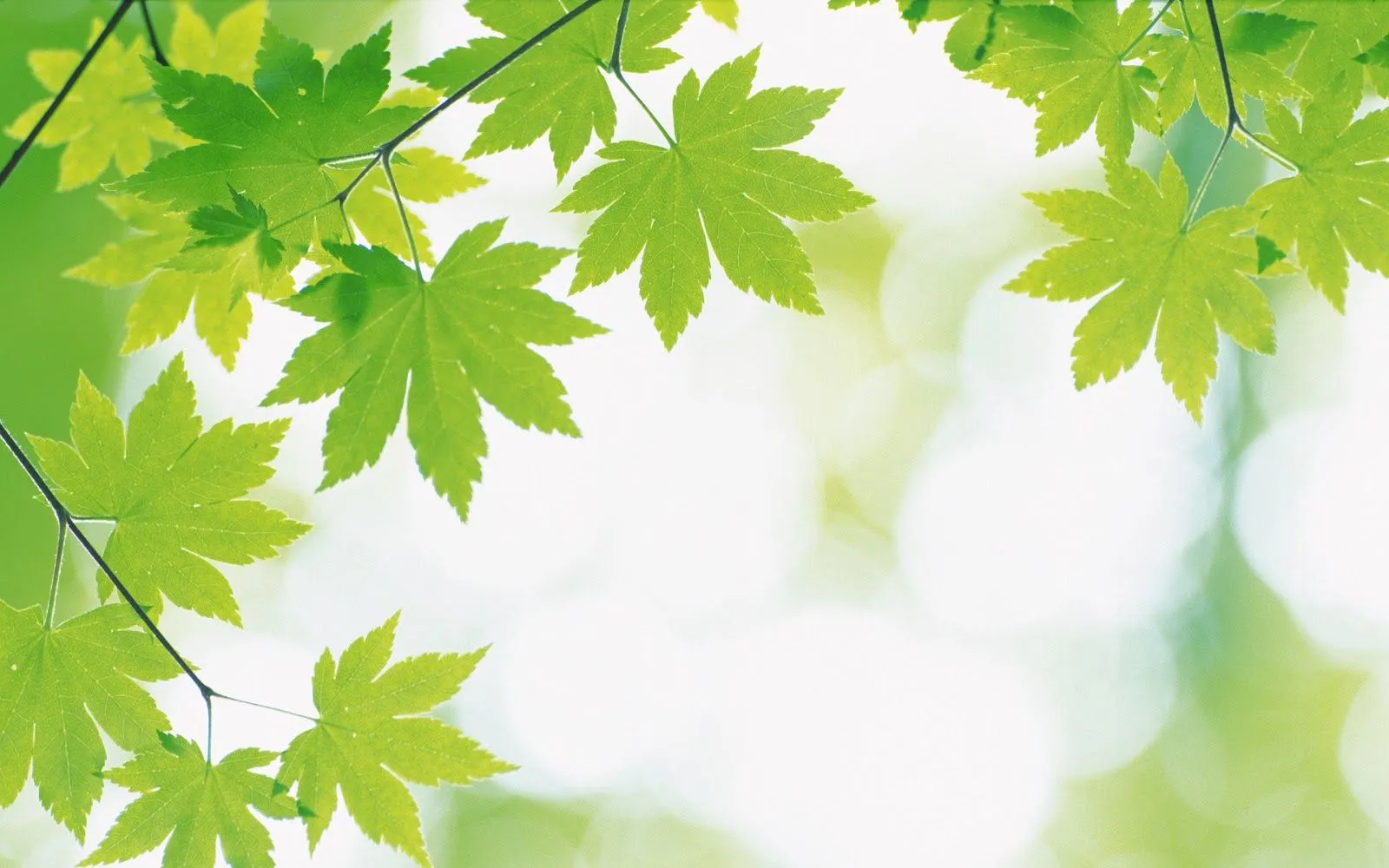 wallpapernarium: Wallpaper natural de unas bellas hojas verdes de ... wallpapernarium: Wallpaper natural de unas bellas hojas verdes de ...