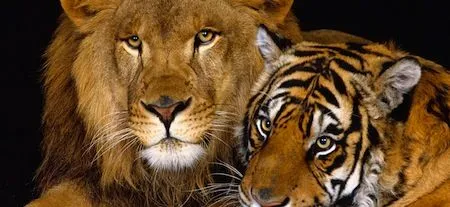wallpapers-animales-tigre-leon.jpg