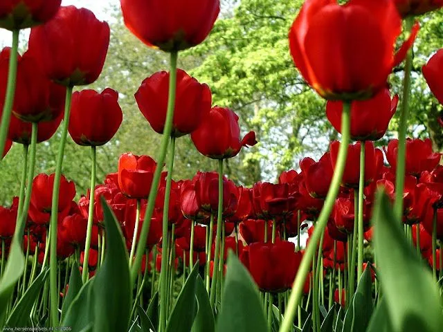 Flores Rojas - Photos Red Flowers | Fotos e Imágenes en FOTOBLOG X