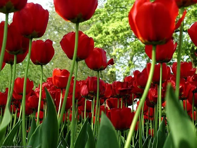 Flores Rojas - Photos Red Flowers | Fotos e Imágenes en FOTOBLOG X Flores Rojas - Photos Red Flowers | Fotos e Imágenes en FOTOBLOG X