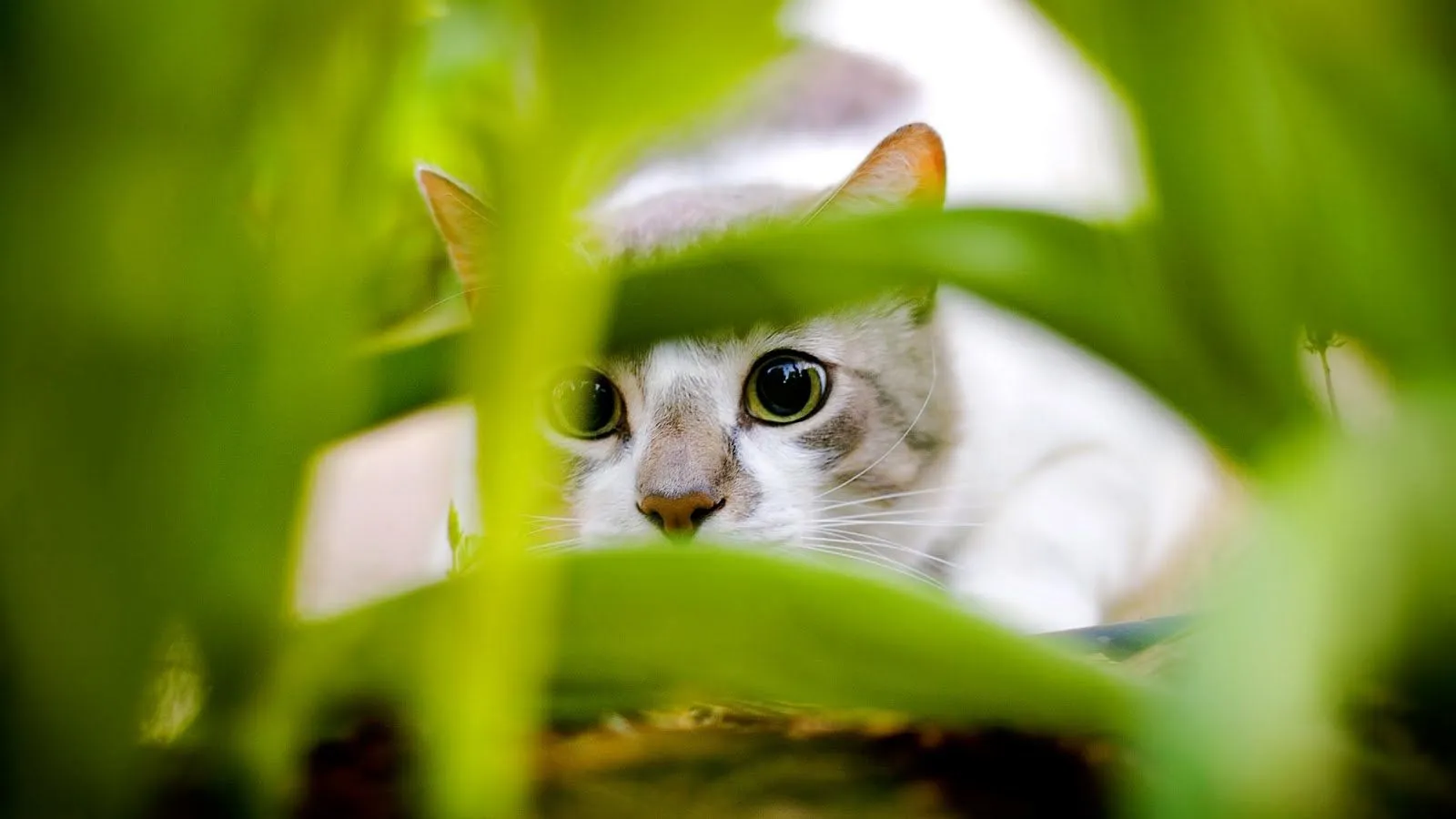 Wallpapers de gatos en HD parte 1 | Bloggin Red Wallpapers de gatos en HD parte 1 | Bloggin Red