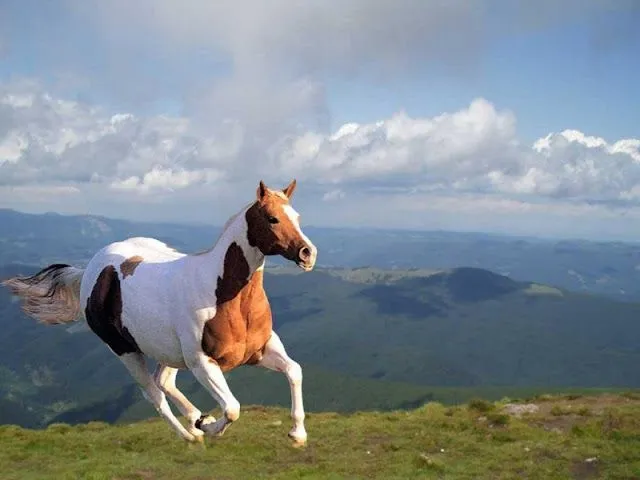 Wallpapers HD de animales, plantas, paisajes... - Taringa! Wallpapers HD de animales, plantas, paisajes... - Taringa!