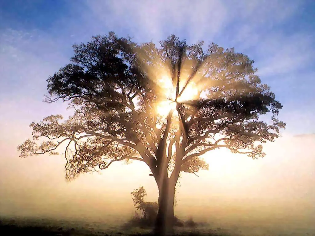 Wallpapers HD: Wallpapers Arboles y Paisajes HD - 40 Fondos de ... Wallpapers HD: Wallpapers Arboles y Paisajes HD - 40 Fondos de ...