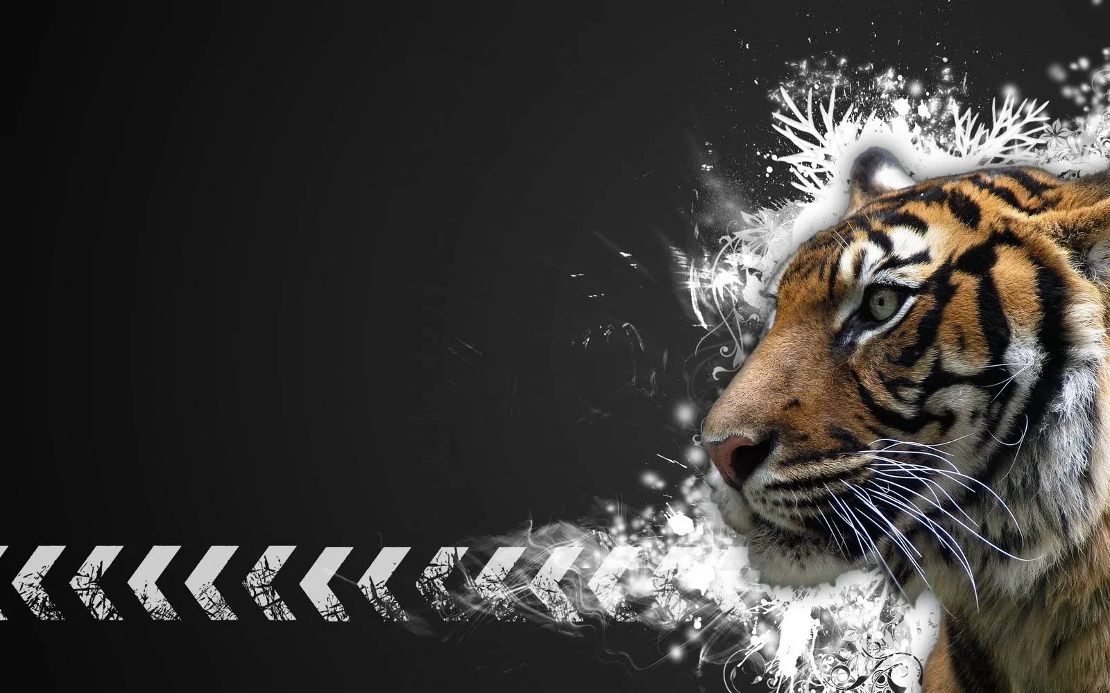 ... Photo Gallery: Beautiful Tiger Wallpapers - HD Desktop Wallpapers ... Photo Gallery: Beautiful Tiger Wallpapers - HD Desktop Wallpapers