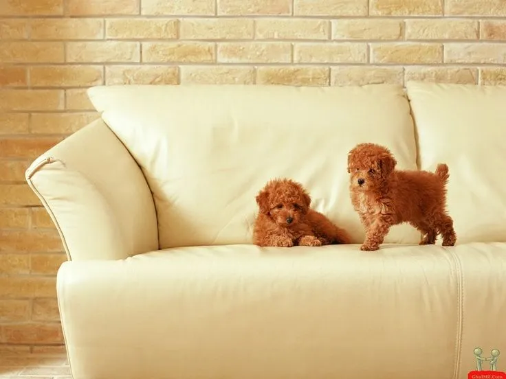 Wallpapers on Pinterest | Poodle, Ipod Wallpaper and Iphone Wallpapers