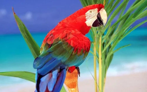 Wallpapers de pericos, loros y cotorros (7 aves de colores ... Wallpapers de pericos, loros y cotorros (7 aves de colores ...