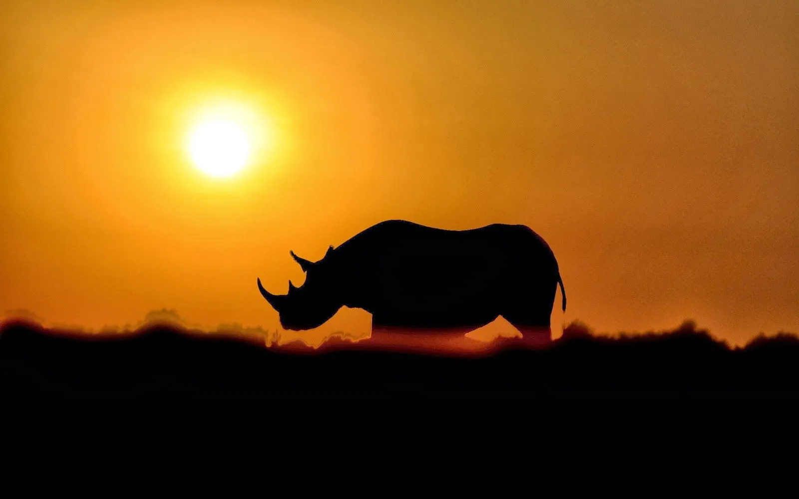 Wallpapers Rinocerontes | Photofusionvirtual Wallpapers Rinocerontes | Photofusionvirtual