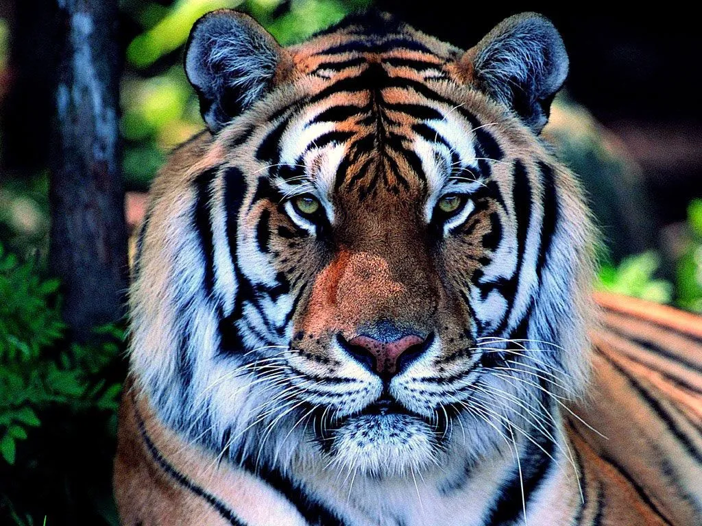 Wallpapers Tigres Hd Wallpapers | Real Madrid Wallpapers Wallpapers Tigres Hd Wallpapers | Real Madrid Wallpapers