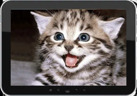 Wallpapers videos fondos Gatos - Android Apps on Google Play