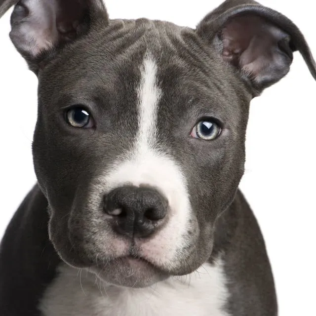 Want an American Pit Bull Terrier is a desire to be fulfilledMega ...