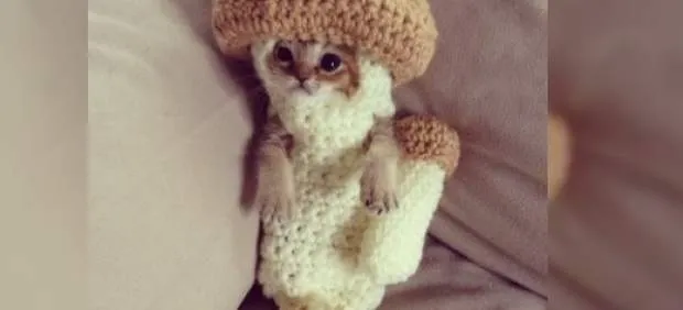 Wasabi-chan, el gato vestido de hongo que triunfa en Twitter ...