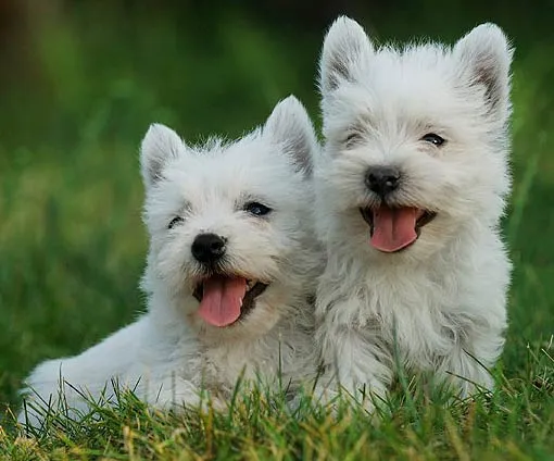 Las 68 razas de perros más lindas del mundo - Taringa!
