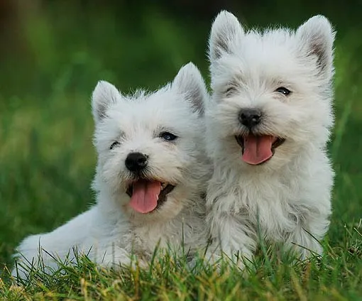 Las 68 razas de perros más lindas del mundo - Taringa! Las 68 razas de perros más lindas del mundo - Taringa!