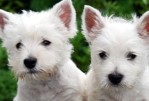 Westie-Puppies.jpg
