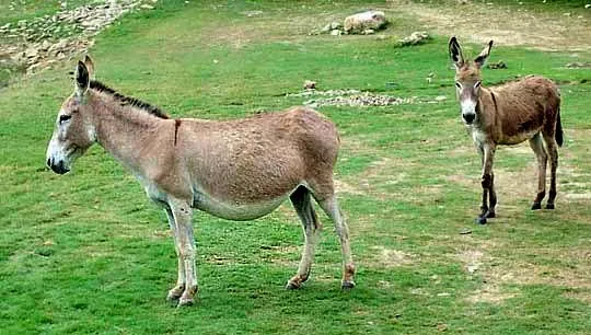 WHAT IS A BURRO?