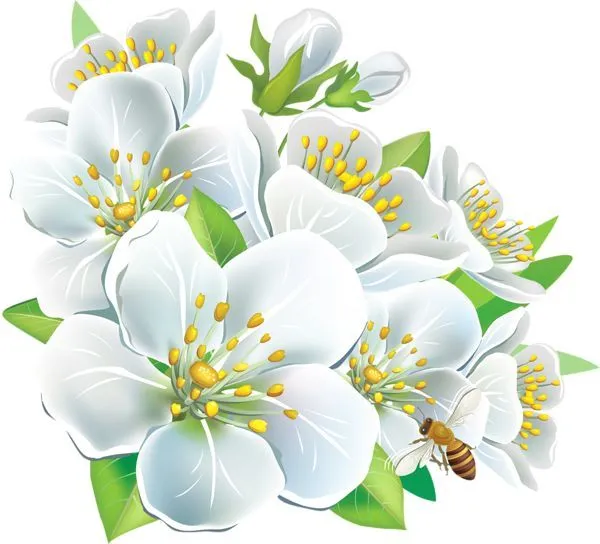 white flower png | Large White Flowers PNG Clipart | Flores em ... white flower png | Large White Flowers PNG Clipart | Flores em ...