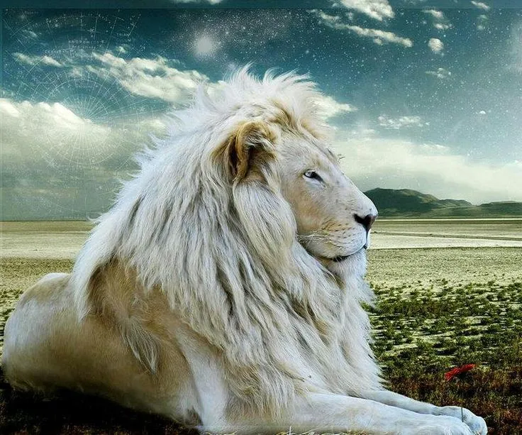 White Lions on Pinterest | Lion, Africans and Big Cats