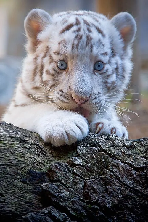 white tiger cub | Animals | Pinterest | Tigres, Cachorros De Tigre ...