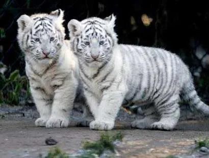 White Tigers | Adorables | Pinterest | Tigres, Cachorros De Tigre ...