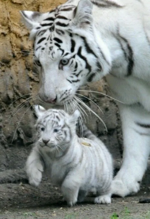 White tigers | · MY OtHeR LiFe · | Pinterest | Tigres, Cachorros ...