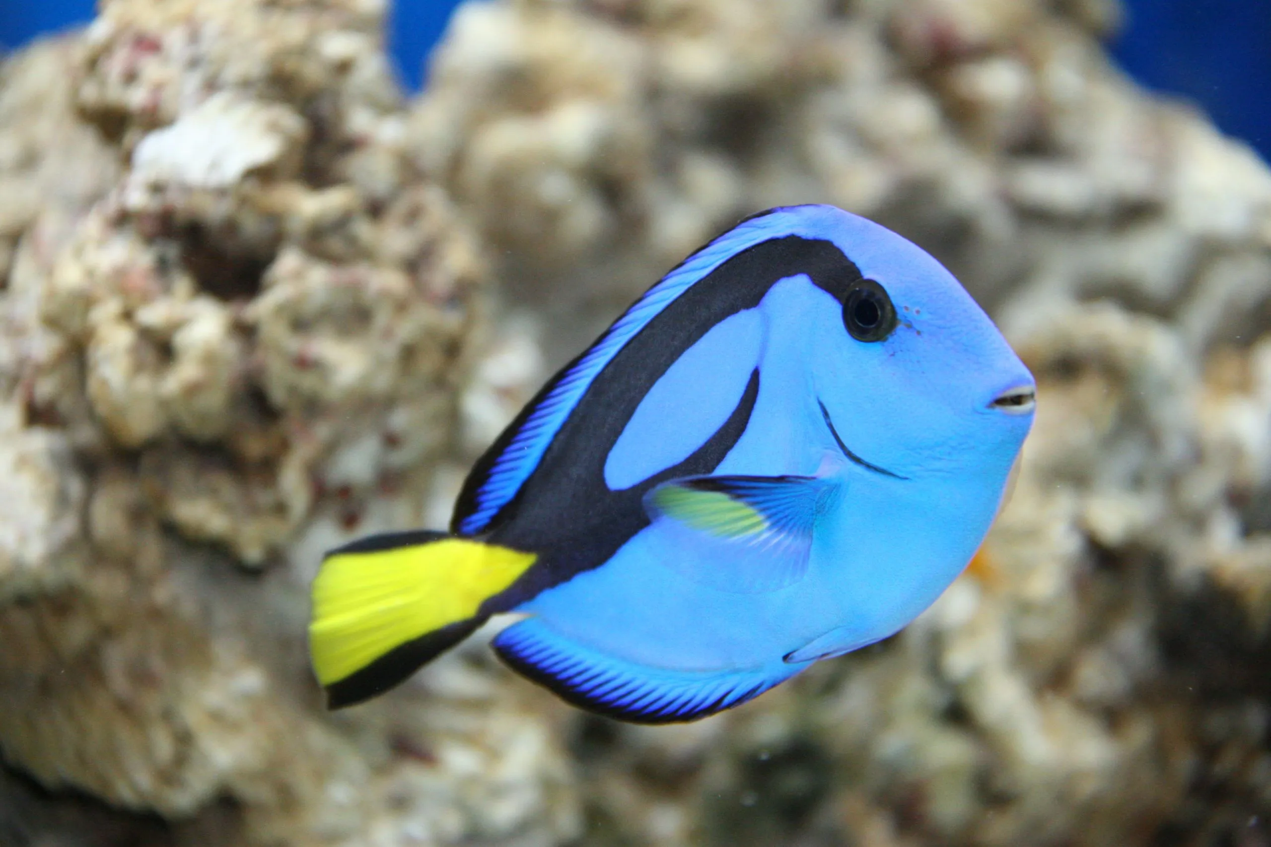 Who's the Real Dory? - Coral Reef Alliance