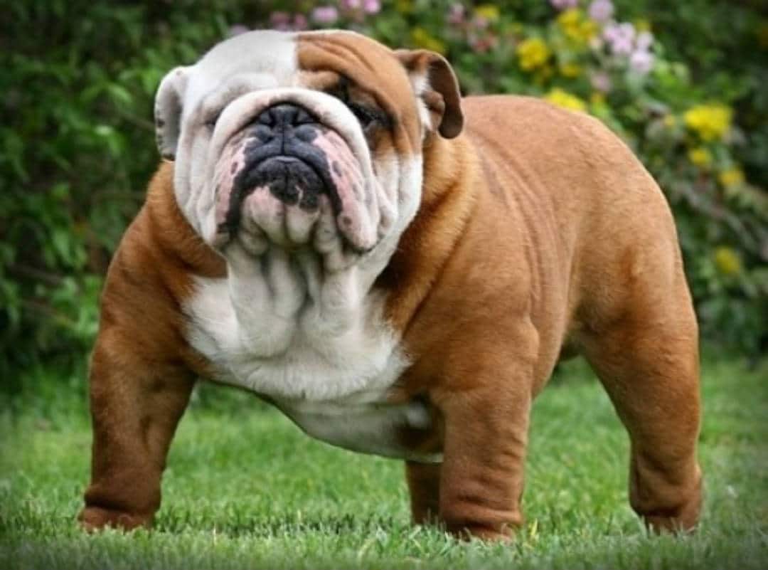 Why The Overdone, Heavy Wrinkled Bulldog Is Killing The Breed ... Why The Overdone, Heavy Wrinkled Bulldog Is Killing The Breed ...
