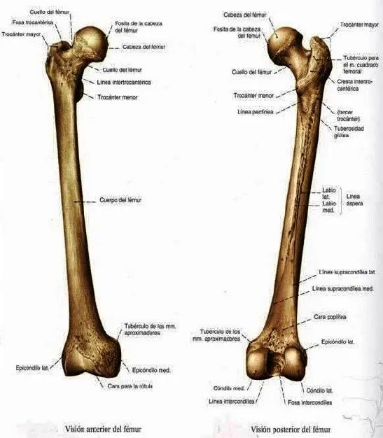 WikiMedicBook: Miembro inferior: huesos femur, rotula y tibia
