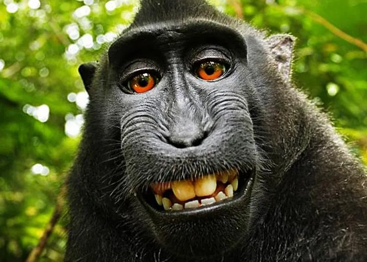 Wikipedia no retirará la foto, los derechos son del mono que se ...