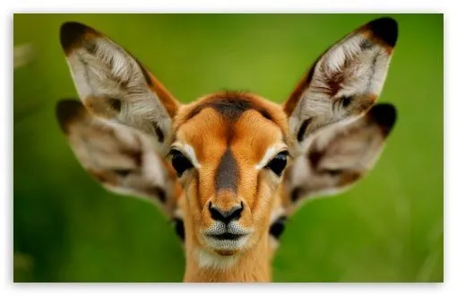 Wild Animals HD desktop wallpaper : High Definition : Fullscreen ...