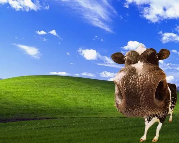 Windows XP y el origen de su fondo de pantalla Windows XP y el origen de su fondo de pantalla