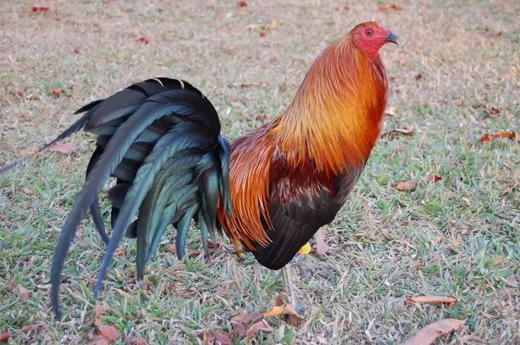 Wingate Brown Red Game Fowl | gallon | Pinterest | Game Fowl ...