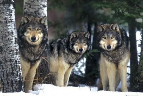 Wolves - 3 wolves pósters / láminas - Compra en EuroPosters